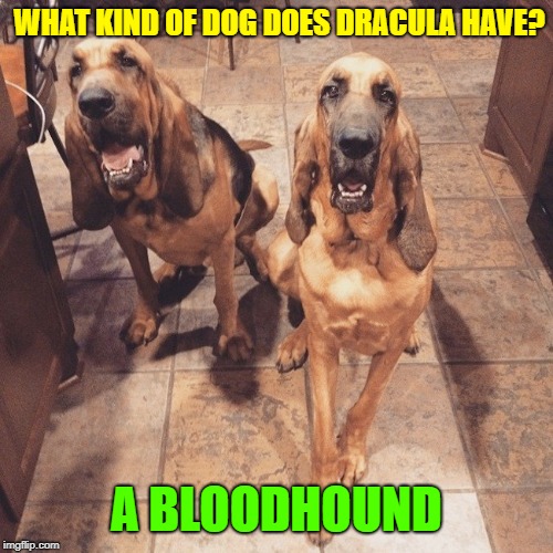 Happy Halloween | WHAT KIND OF DOG DOES DRACULA HAVE? A BLOODHOUND | image tagged in memes,dogs,halloween,happy halloween,andrewfinlayson,dracula | made w/ Imgflip meme maker
