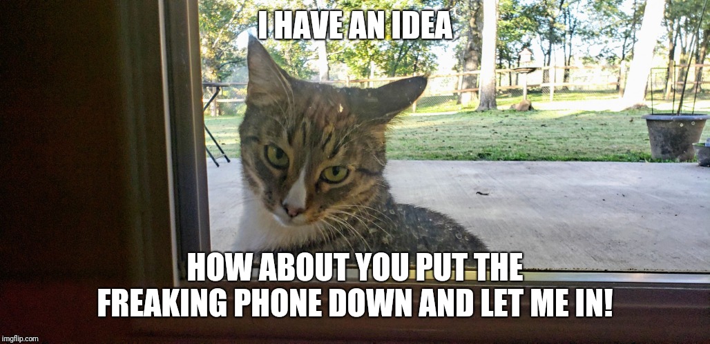 I HAVE AN IDEA; HOW ABOUT YOU PUT THE FREAKING PHONE DOWN AND LET ME IN! | image tagged in annoyed cat | made w/ Imgflip meme maker