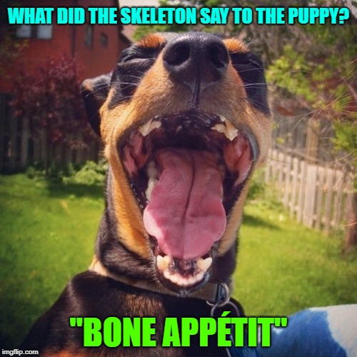 Yummy... | WHAT DID THE SKELETON SAY TO THE PUPPY? "BONE APPÉTIT" | image tagged in memes,dogs,dog joke,andrewfinlayson | made w/ Imgflip meme maker