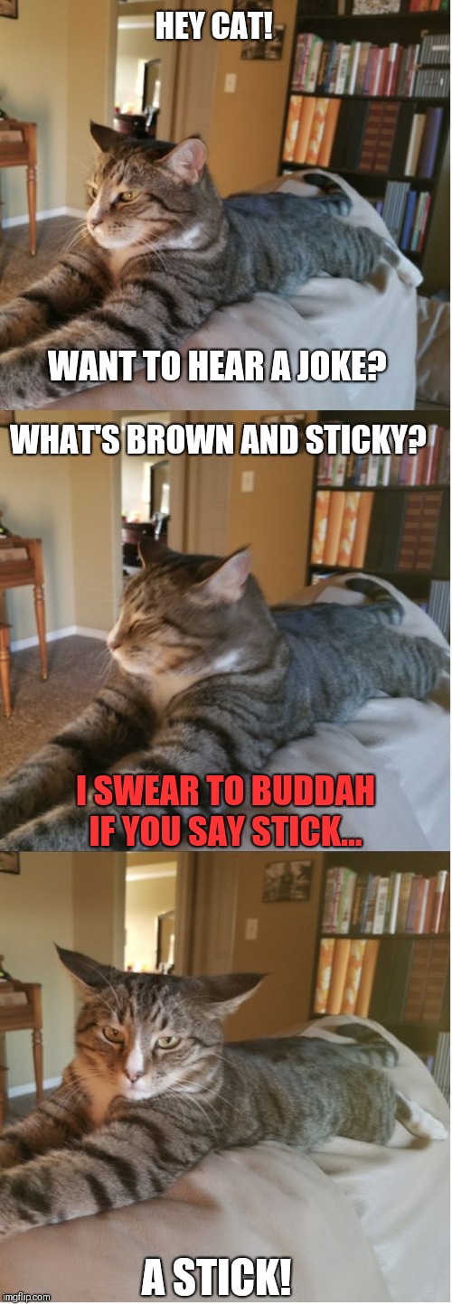 Bad Cat Joke | HEY CAT! WANT TO HEAR A JOKE? WHAT'S BROWN AND STICKY? I SWEAR TO BUDDAH IF YOU SAY STICK... A STICK! | image tagged in bad cat joke | made w/ Imgflip meme maker