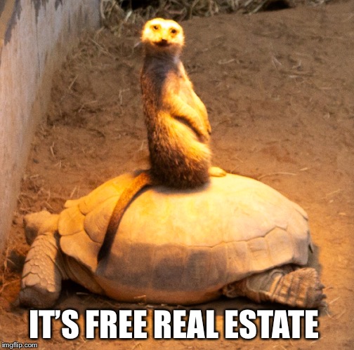 IT’S FREE REAL ESTATE | image tagged in free real estate | made w/ Imgflip meme maker