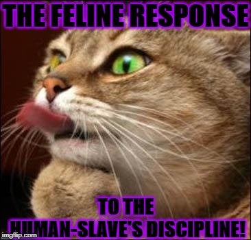 THE FELINE RESPONSE; TO THE HUMAN-SLAVE'S DISCIPLINE! | image tagged in feline response | made w/ Imgflip meme maker