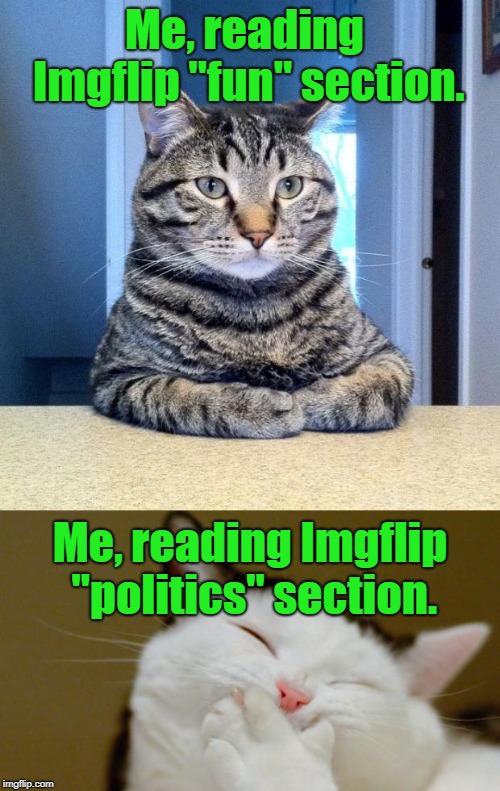 Tickle My Funny Bone | Me, reading Imgflip "fun" section. Me, reading Imgflip "politics" section. | image tagged in funny,cat,fun,politics,imgflip | made w/ Imgflip meme maker