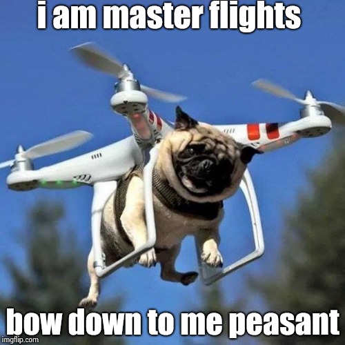 Flying Pug | i am master flights; bow down to me peasant | image tagged in flying pug | made w/ Imgflip meme maker