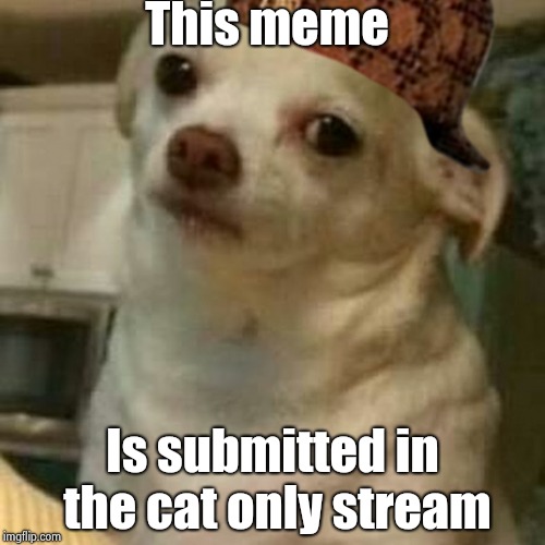 Disappointed Doggo | This meme; Is submitted in the cat only stream | image tagged in disappointed doggo,scumbag | made w/ Imgflip meme maker