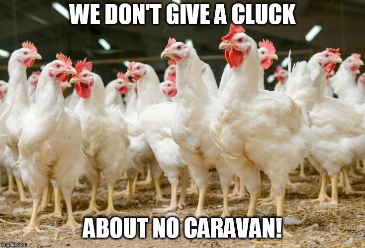 We don't give a cluck | WE DON'T GIVE A CLUCK; ABOUT NO CARAVAN! | image tagged in politics | made w/ Imgflip meme maker