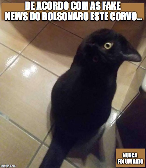 Bolsonaro | DE ACORDO COM AS FAKE NEWS DO BOLSONARO ESTE CORVO... NUNCA FOI UM GATO | image tagged in bolsonaro,fake news | made w/ Imgflip meme maker