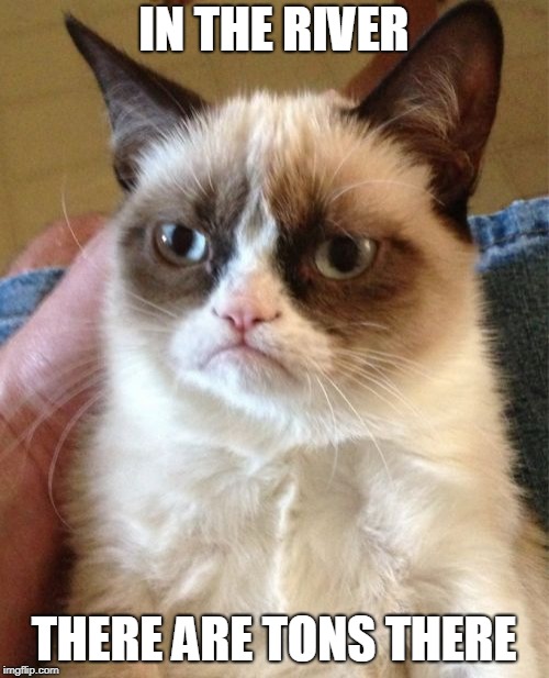 Grumpy Cat Meme | IN THE RIVER THERE ARE TONS THERE | image tagged in memes,grumpy cat | made w/ Imgflip meme maker