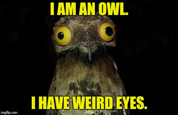 Weird Stuff I Do Potoo | I AM AN OWL. I HAVE WEIRD EYES. | image tagged in memes,weird stuff i do potoo | made w/ Imgflip meme maker