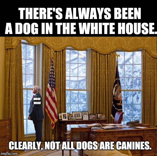 Introducing A New Breed, The Trumputinjongun. Aggressive, Slow Learner and Will Kill Their Own Family Members. Not The Best Dog. | THERE'S ALWAYS BEEN A DOG IN THE WHITE HOUSE. WOOF WOOF; CLEARLY, NOT ALL DOGS ARE CANINES. | image tagged in trump in white house,memes,meme,hypocrites,conservative hypocrisy,guiltydogs | made w/ Imgflip meme maker