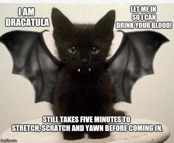 Dracatula Is Still A Cat | LET ME IN SO I CAN DRINK YOUR BLOOD! I AM DRACATULA; STILL TAKES FIVE MINUTES TO STRETCH, SCRATCH AND YAWN BEFORE COMING IN. | image tagged in black kitten bat,memes,meme,funny cat memes,cute cat,i love halloween | made w/ Imgflip meme maker