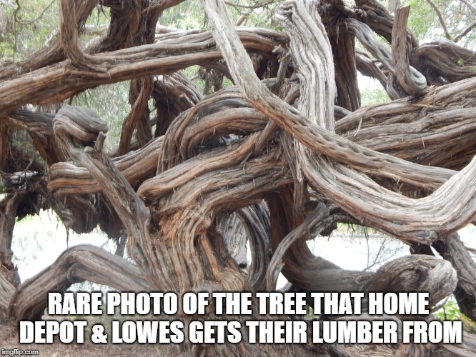 Where Home Depot & Lowes Gets Their Lumber | RARE PHOTO OF THE TREE THAT HOME DEPOT & LOWES GETS THEIR LUMBER FROM | image tagged in twisted tree | made w/ Imgflip meme maker