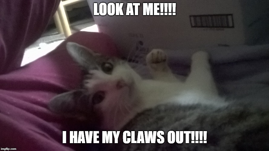The threatening cat | LOOK AT ME!!!! I HAVE MY CLAWS OUT!!!! | image tagged in adorable,threat | made w/ Imgflip meme maker