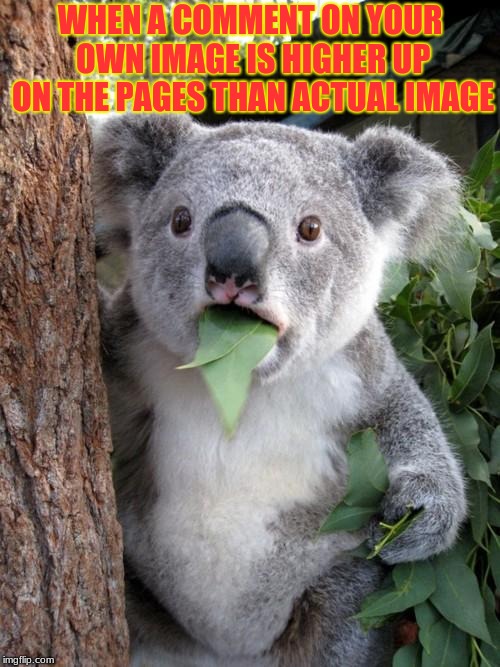 Amazing Luck! | WHEN A COMMENT ON YOUR OWN IMAGE IS HIGHER UP ON THE PAGES THAN ACTUAL IMAGE | image tagged in memes,surprised koala | made w/ Imgflip meme maker