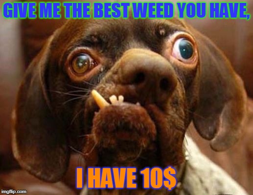 stupid dog face | GIVE ME THE BEST WEED YOU HAVE, I HAVE 10$ | image tagged in stupid dog face | made w/ Imgflip meme maker