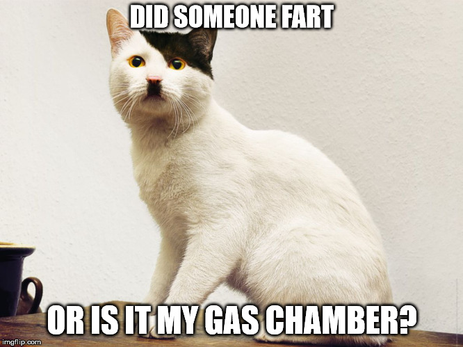 is it my gas chamber? | DID SOMEONE FART; OR IS IT MY GAS CHAMBER? | image tagged in cat hitler | made w/ Imgflip meme maker