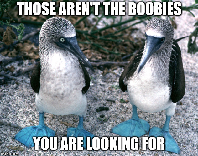 THOSE AREN'T THE BOOBIES YOU ARE LOOKING FOR | made w/ Imgflip meme maker