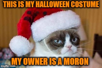 Grumpy Halloween  | THIS IS MY HALLOWEEN COSTUME; MY OWNER IS A MORON | image tagged in grumpy cat christmas,funny memes,grumpy cat,cat,happy halloween | made w/ Imgflip meme maker