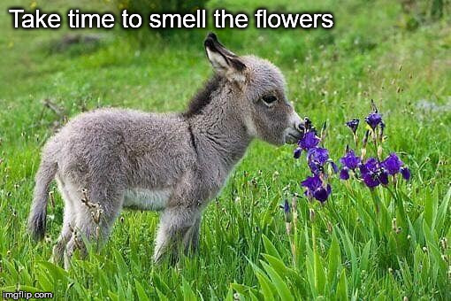 Take time to smell the flowers | image tagged in take time to smell the flowers | made w/ Imgflip meme maker