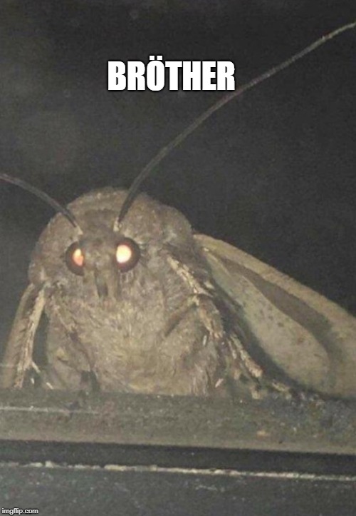 Moth | BRÖTHER | image tagged in moth | made w/ Imgflip meme maker