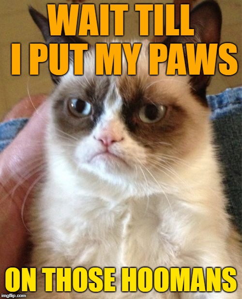 Grumpy Cat Meme | WAIT TILL I PUT MY PAWS ON THOSE HOOMANS | image tagged in memes,grumpy cat | made w/ Imgflip meme maker