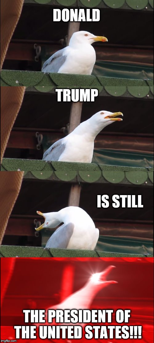 Inhaling Seagull | DONALD; TRUMP; IS STILL; THE PRESIDENT OF THE UNITED STATES!!! | image tagged in memes,inhaling seagull | made w/ Imgflip meme maker