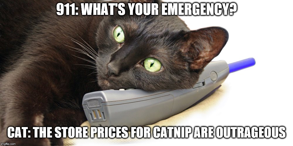 outrageous catnip prices | 911: WHAT'S YOUR EMERGENCY? CAT: THE STORE PRICES FOR CATNIP ARE OUTRAGEOUS | image tagged in catnip,funny cat memes,cat memes | made w/ Imgflip meme maker