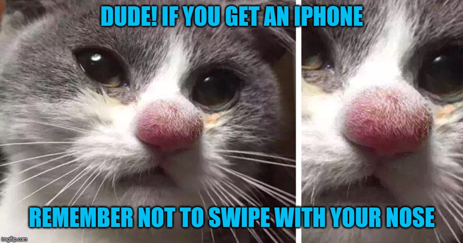 What!? It's not like I have fingers! | DUDE! IF YOU GET AN IPHONE; REMEMBER NOT TO SWIPE WITH YOUR NOSE | image tagged in cat,beestung nose | made w/ Imgflip meme maker