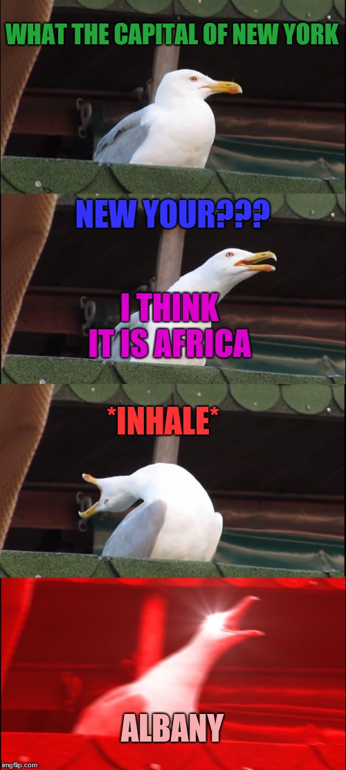 Inhaling Seagull Meme | WHAT THE CAPITAL OF NEW YORK; NEW YOUR??? I THINK IT IS AFRICA; *INHALE*; ALBANY | image tagged in memes,inhaling seagull | made w/ Imgflip meme maker