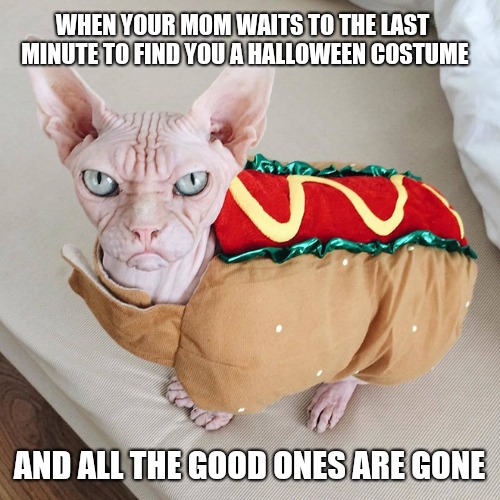 WHEN YOUR MOM WAITS TO THE LAST MINUTE TO FIND YOU A HALLOWEEN COSTUME; AND ALL THE GOOD ONES ARE GONE | image tagged in grumpy cat hairless edition,cute cat,halloween | made w/ Imgflip meme maker