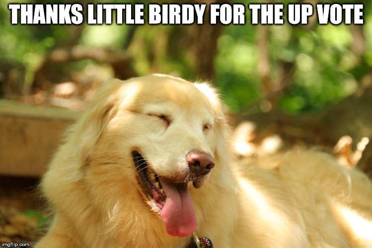 Dog laughing | THANKS LITTLE BIRDY FOR THE UP VOTE | image tagged in dog laughing | made w/ Imgflip meme maker