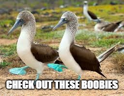 CHECK OUT THESE BOOBIES | made w/ Imgflip meme maker