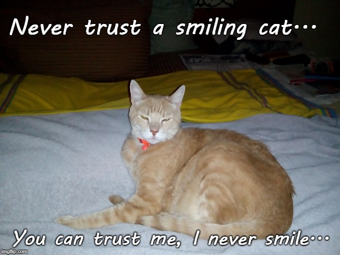 Smiling cat... | Never trust a smiling cat... You can trust me, I never smile... | image tagged in never trust,smiling,cat | made w/ Imgflip meme maker