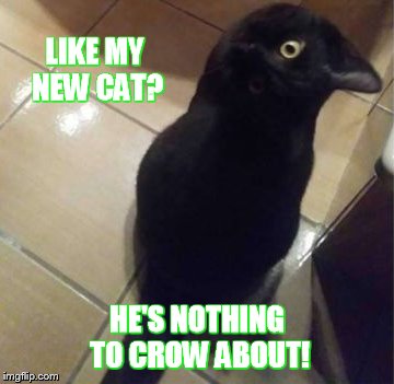 LIKE MY NEW CAT? HE'S NOTHING TO CROW ABOUT! | made w/ Imgflip meme maker
