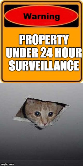 Security cat | PROPERTY UNDER 24 HOUR SURVEILLANCE | image tagged in cat,warning sign,security | made w/ Imgflip meme maker