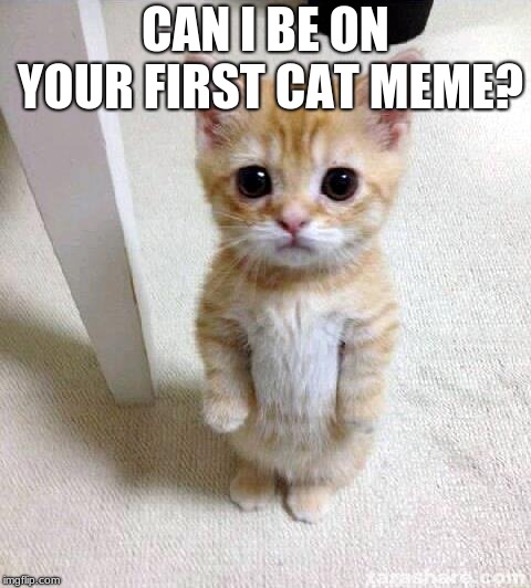 My first cat meme | CAN I BE ON YOUR FIRST CAT MEME? | image tagged in memes,cute cat,imgflip cat tag | made w/ Imgflip meme maker
