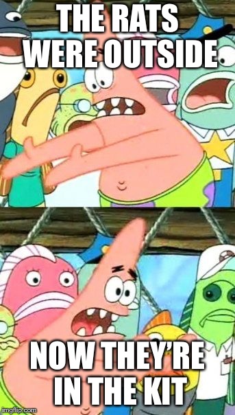 Put It Somewhere Else Patrick Meme | THE RATS WERE OUTSIDE; NOW THEY’RE IN THE KITCHEN | image tagged in memes,put it somewhere else patrick | made w/ Imgflip meme maker
