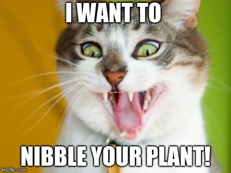 Vampire cat  | I WANT TO NIBBLE YOUR PLANT! | image tagged in vampire cat | made w/ Imgflip meme maker