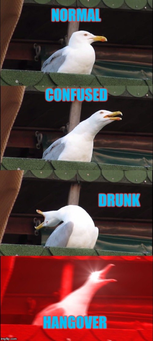 Inhaling Seagull | NORMAL; CONFUSED; DRUNK; HANGOVER | image tagged in memes,inhaling seagull | made w/ Imgflip meme maker