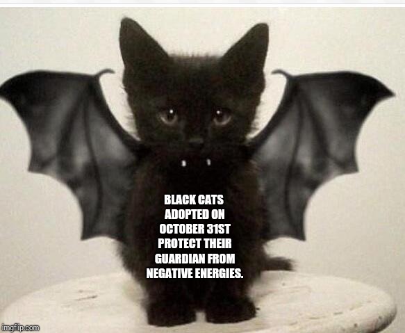 Rescue Your Good Luck Charm TODAY!!!  | BLACK CATS ADOPTED ON OCTOBER 31ST PROTECT THEIR GUARDIAN FROM NEGATIVE ENERGIES. | image tagged in black kitten bat,animal rescue,black cat,good luck,memes,meme | made w/ Imgflip meme maker