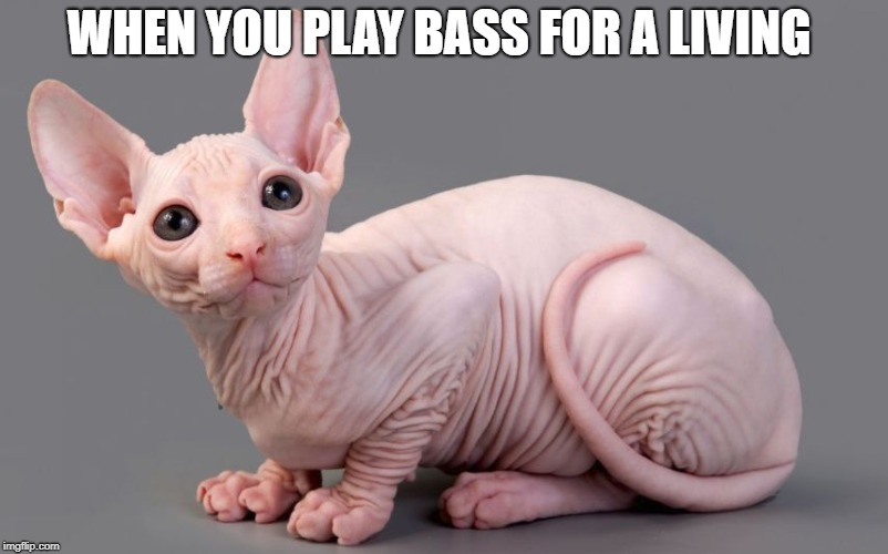 BASS CATS | WHEN YOU PLAY BASS FOR A LIVING | image tagged in bass,bassplayermeme,funny,funny memes,true,funnnymemes | made w/ Imgflip meme maker