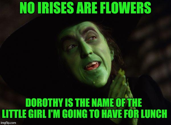 Wicked Witch West | NO IRISES ARE FLOWERS DOROTHY IS THE NAME OF THE LITTLE GIRL I'M GOING TO HAVE FOR LUNCH | image tagged in wicked witch west | made w/ Imgflip meme maker