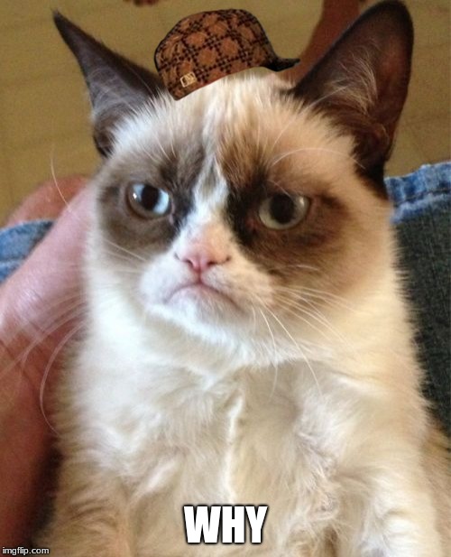 Grumpy Cat | WHY | image tagged in memes,grumpy cat,scumbag | made w/ Imgflip meme maker