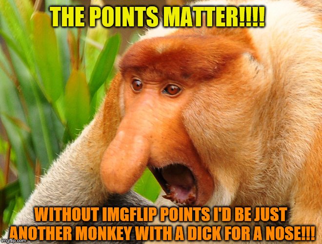 Janusz monkey screaming | THE POINTS MATTER!!!! WITHOUT IMGFLIP POINTS I'D BE JUST ANOTHER MONKEY WITH A DICK FOR A NOSE!!! | image tagged in janusz monkey screaming | made w/ Imgflip meme maker