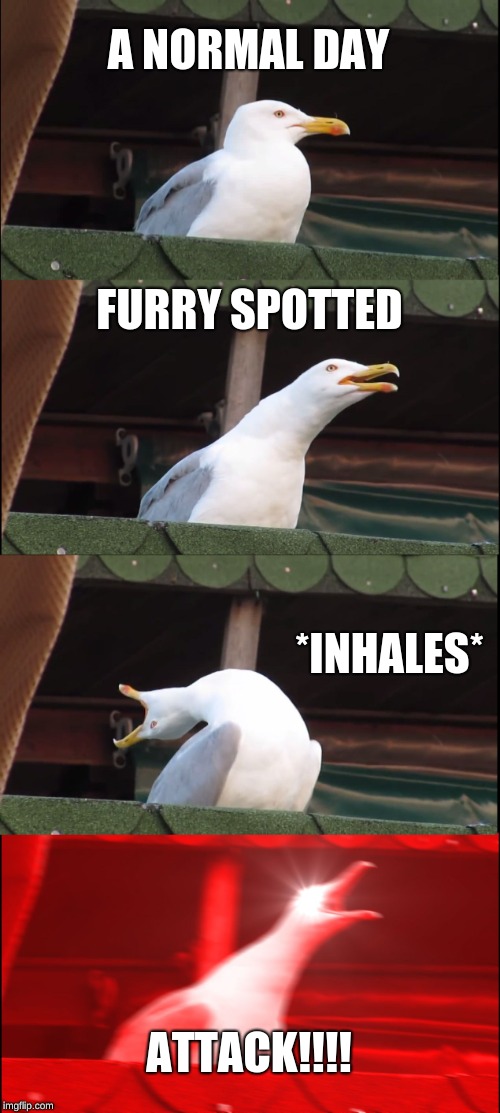 Inhaling Seagull Meme | A NORMAL DAY; FURRY SPOTTED; *INHALES*; ATTACK!!!! | image tagged in memes,inhaling seagull | made w/ Imgflip meme maker