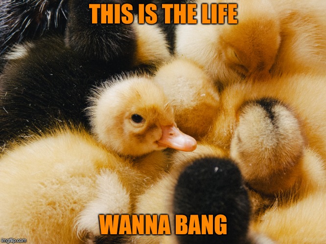 THIS IS THE LIFE; WANNA BANG | image tagged in memes | made w/ Imgflip meme maker