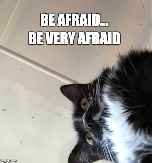 BE AFRAID... BE VERY AFRAID | image tagged in halloween,funny memes,cats,funny cat memes,cat memes,funny | made w/ Imgflip meme maker