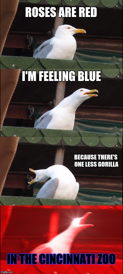 Inhaling Seagull | ROSES ARE RED; I'M FEELING BLUE; BECAUSE THERE'S ONE LESS GORILLA; IN THE CINCINNATI ZOO | image tagged in memes,inhaling seagull | made w/ Imgflip meme maker