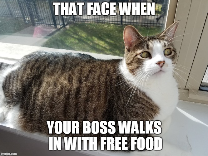 THAT FACE WHEN; YOUR BOSS WALKS IN WITH FREE FOOD | image tagged in cat side-eye | made w/ Imgflip meme maker