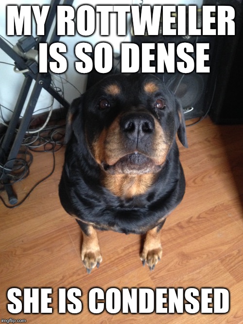 MY ROTTWEILER IS SO DENSE; SHE IS CONDENSED | image tagged in dogs | made w/ Imgflip meme maker